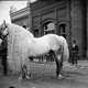 Illustration for article titled The real-life My Little Ponies were creepy and magnificent beasts
